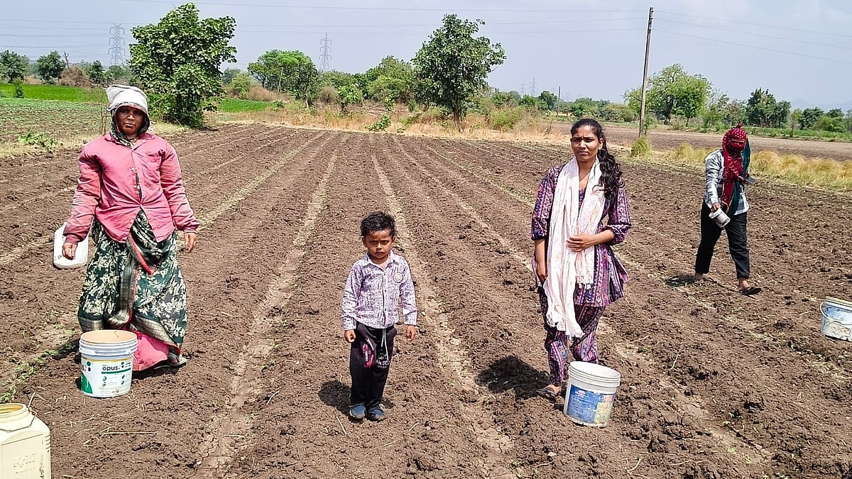 Farmers Irrigate Their Fields Using Buckets And Plastic Cans In Mandleshwar