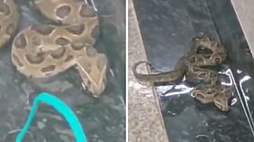 Russell’s viper rescued from basement of Mumbai Metro Line 3’s BKC station