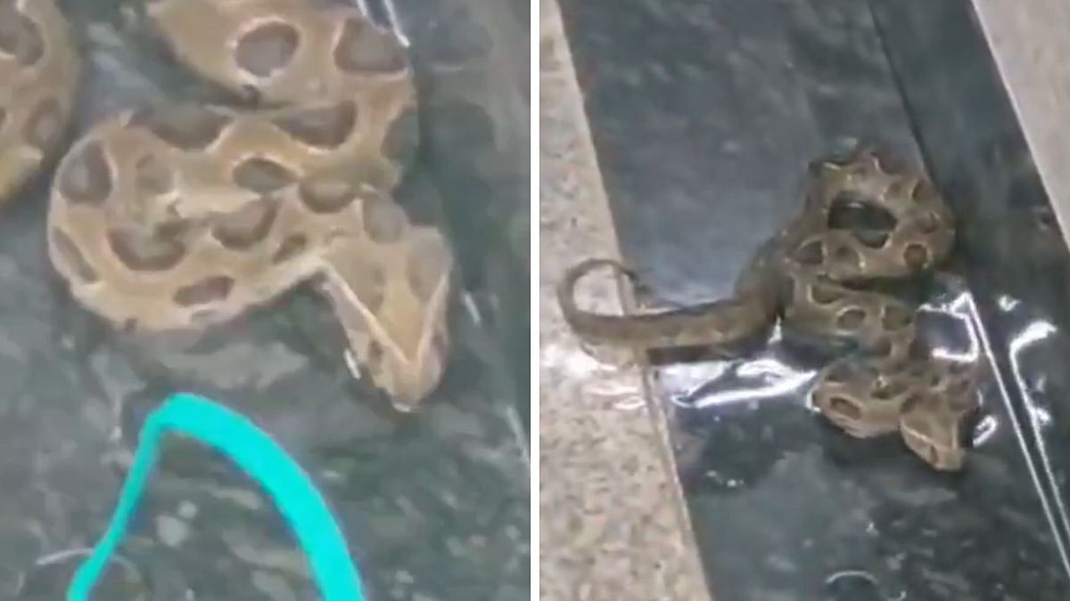 Mumbai Rains: Venomous Russell’s Viper Snake Found In Basement At BKC Metro Station; Rescued Safely