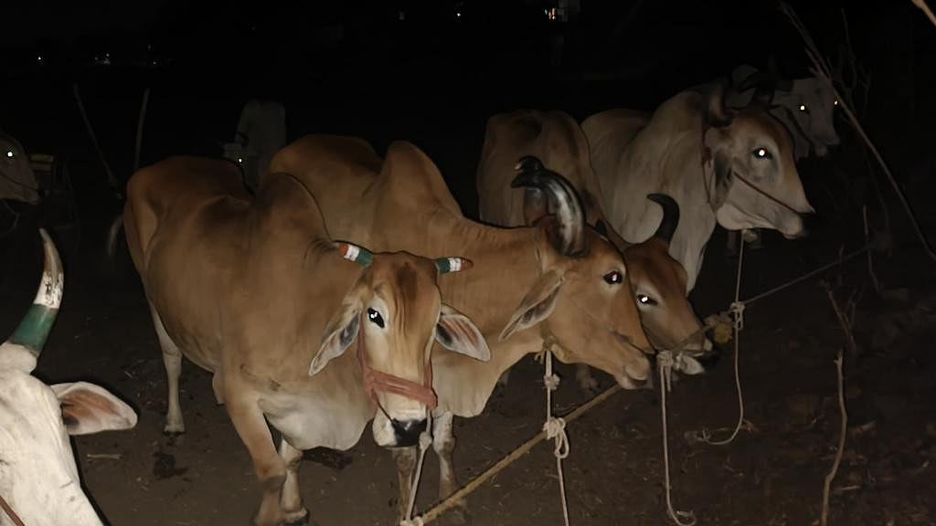 Chhatrapati Sambhajinagar Rural Police Bust Cow Smuggling Network, Rescue 24 Animals