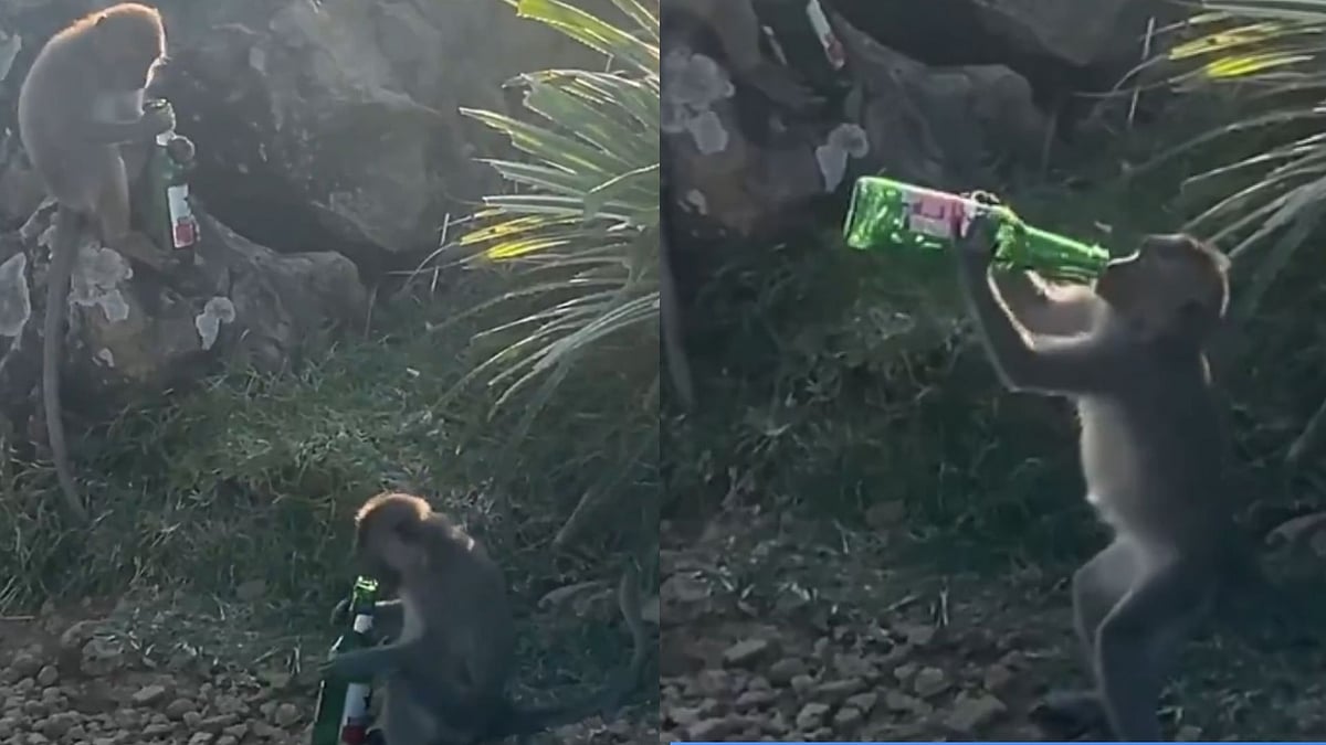 'They Came For Happy Hours': Monkeys Gulp Beer At Indonesia's Lombok Beach - WATCH VIRAL VIDEO