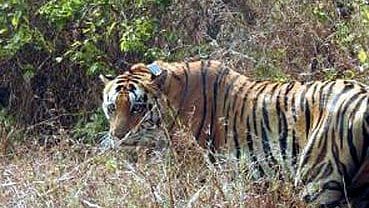 One More Tiger Succumbs To Canine Distemper Virus In Kanha; Toll Reaches Seven