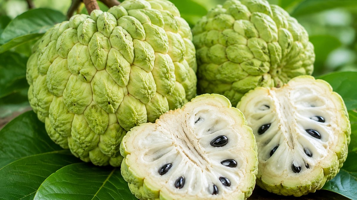 Seoni Jumbo Custard Apple Gets GI Tag, Boosts Regional Identity In Madhya Pradesh