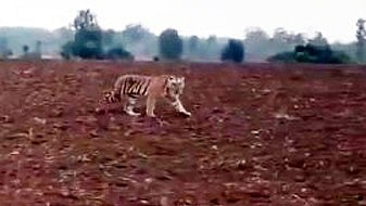 Probe Underway To Ascertain Whether Tiger Was Shot At In Sagar