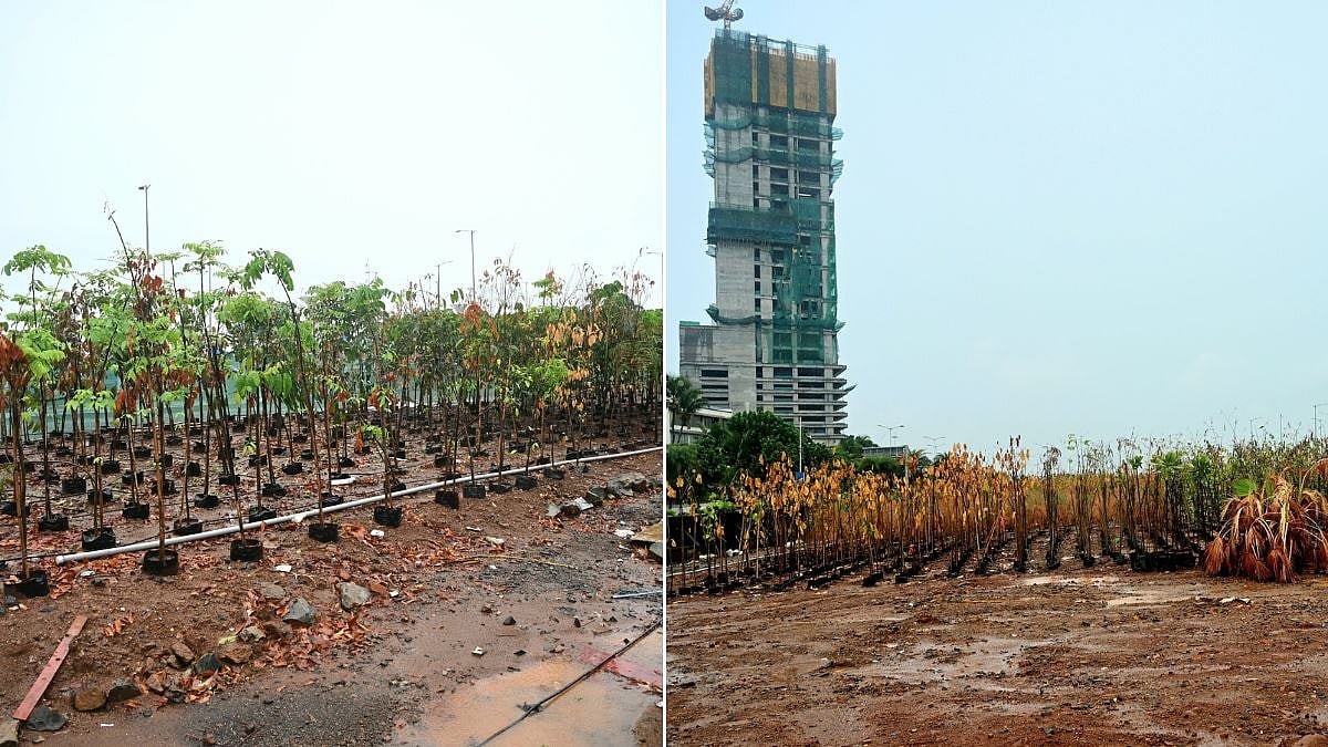 Mumbai Coastal Road Gardens Project: Plantation Of 15,000 Trees To Begin Post-Monsoon