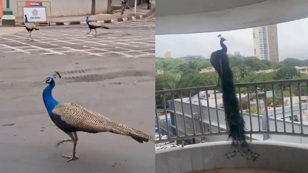 'Mumbai Never Fails To Surprise': Peacock & Peahens Spotted In City Road After Monsoon Arrival - VIDEO 
