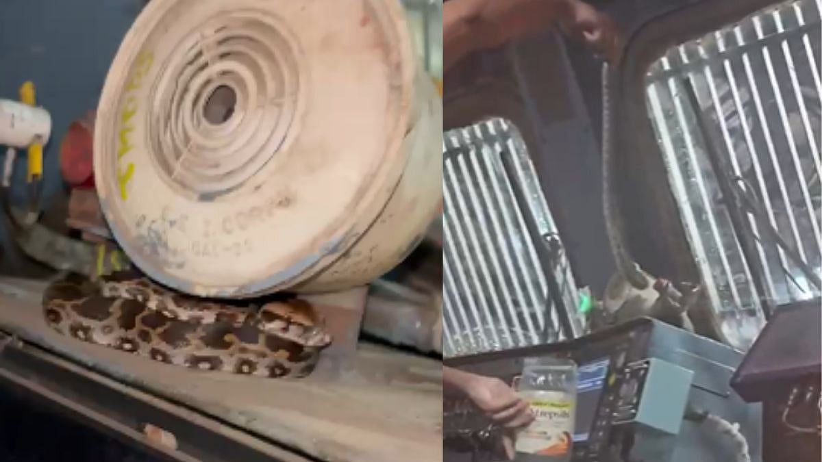 Watch: Baby Python Found Inside Train Engine At CSMT, Rescued Safely