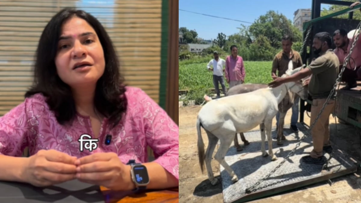 'Forced To Carry Heavy Loads Up Multiple Floors': Donkeys Rescued From Dehradun Construction Site After NGO Intervention - VIDEO 