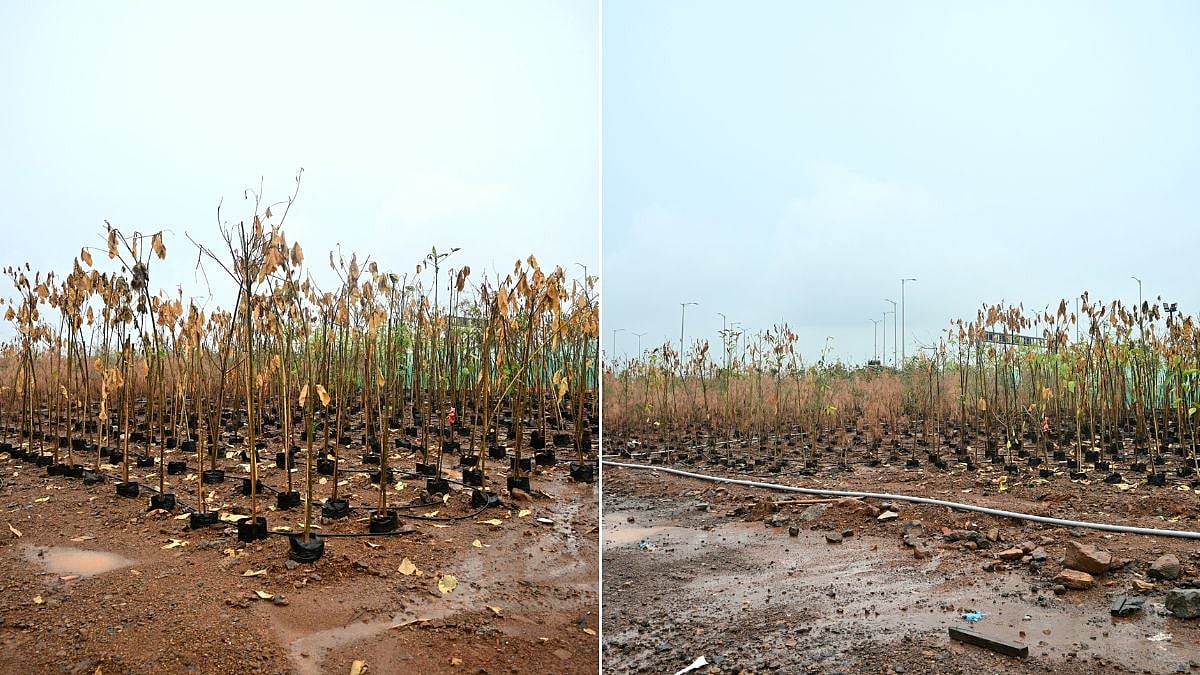 Thousands of tree saplings kept for coast road plantation at Worli
