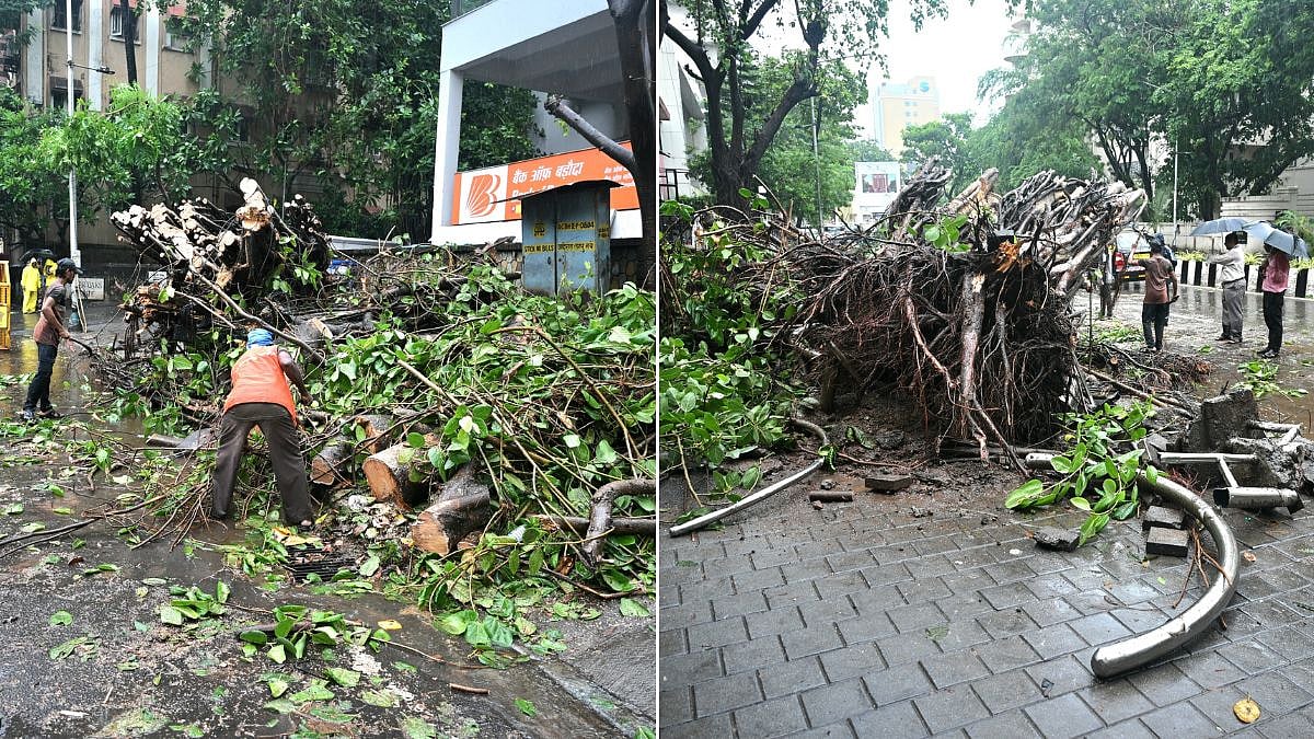 Mumbai Rain: 60-Year-Old Banyan Tree Falls On Vehicle At Breach Candy; Traffic Restored In 4 Hours, No Injuries Reported