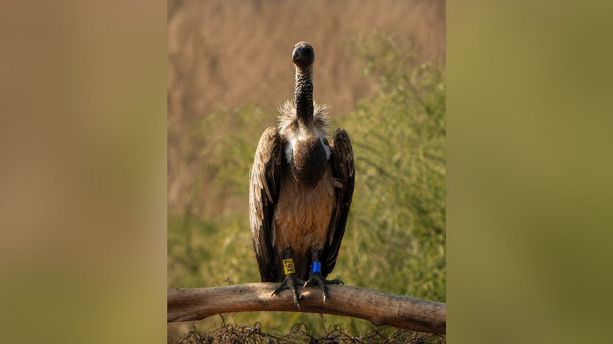 Captive-Bred Indian Vulture X67 Travels 3,334 Km From Melghat To Ranthambore In Remarkable 27-Day Flight