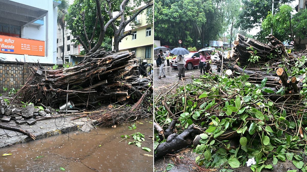 Mumbai Rains: 60-Year-Old Banyan Tree Falls On Vehicle At Breach Candy As City Reports 113 Tree-Fall Incidents In 24 Hours
