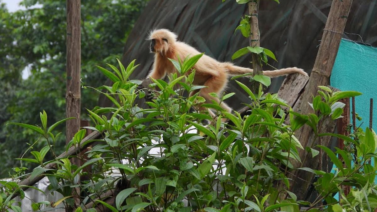 Assam Releases 7 Endangered Golden Langurs After Rescue From Wildlife Smuggling Network