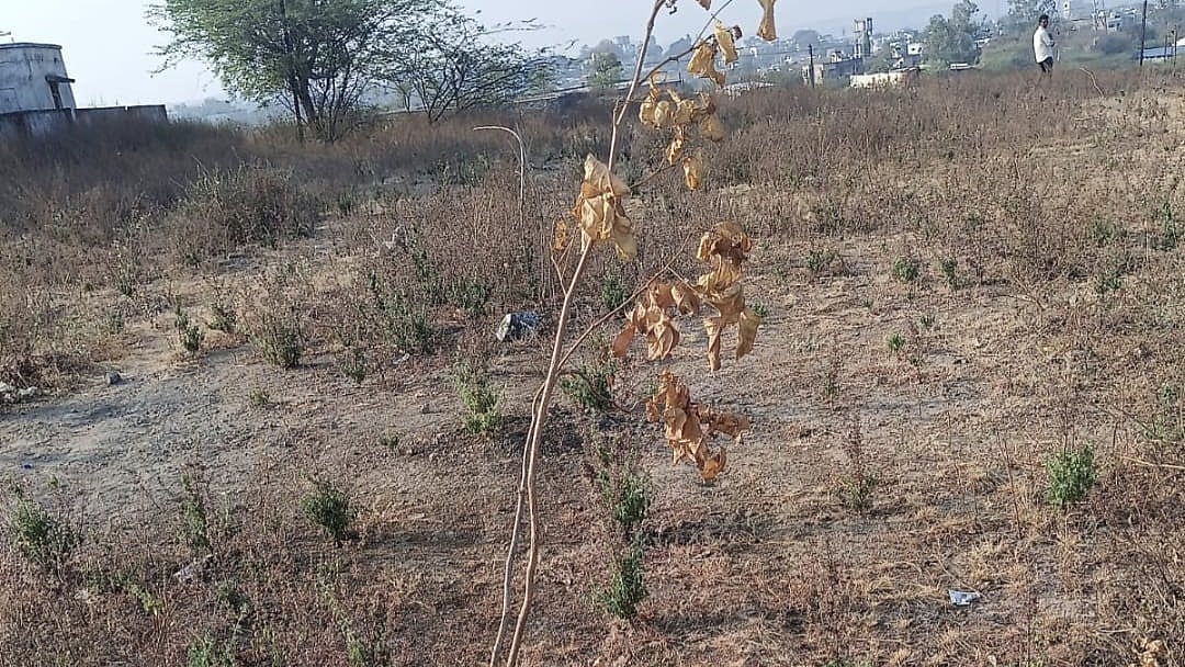 Activist Alleges No Probe Into ₹42-Crore Fake Plantation Scam In Beed Despite Action Against Sand Mafia