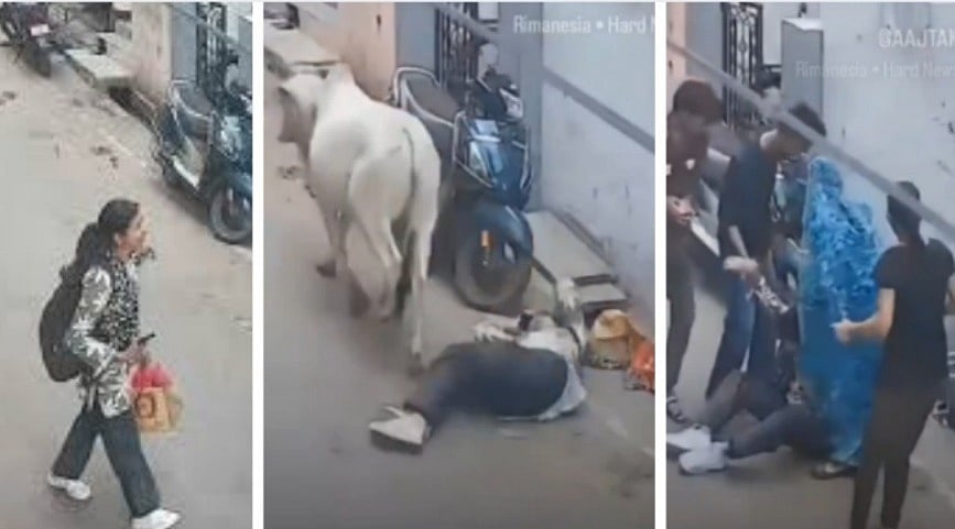 Stray Bull Attacks Woman While Walking On Road In MP's Rajgarh; CCTV Video Surfaces