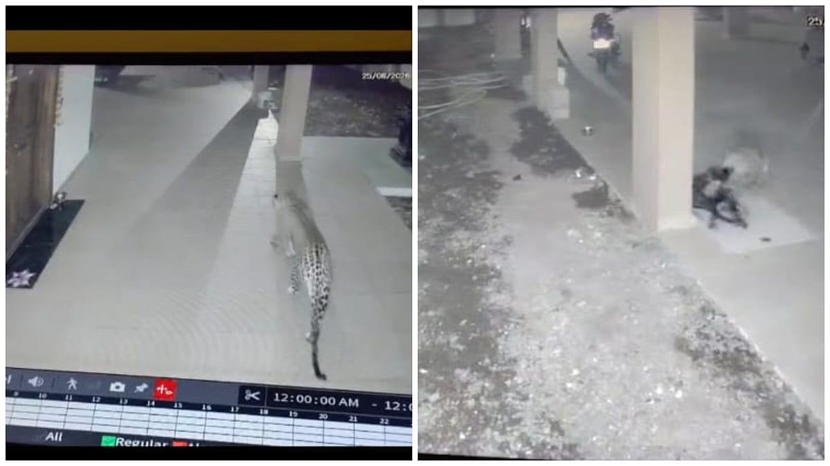 Pimpri Chinchwad: Leopard Kills Dog In Charholi Budruk Residential Area; CCTV Video Goes Viral |WATCH VIDEO