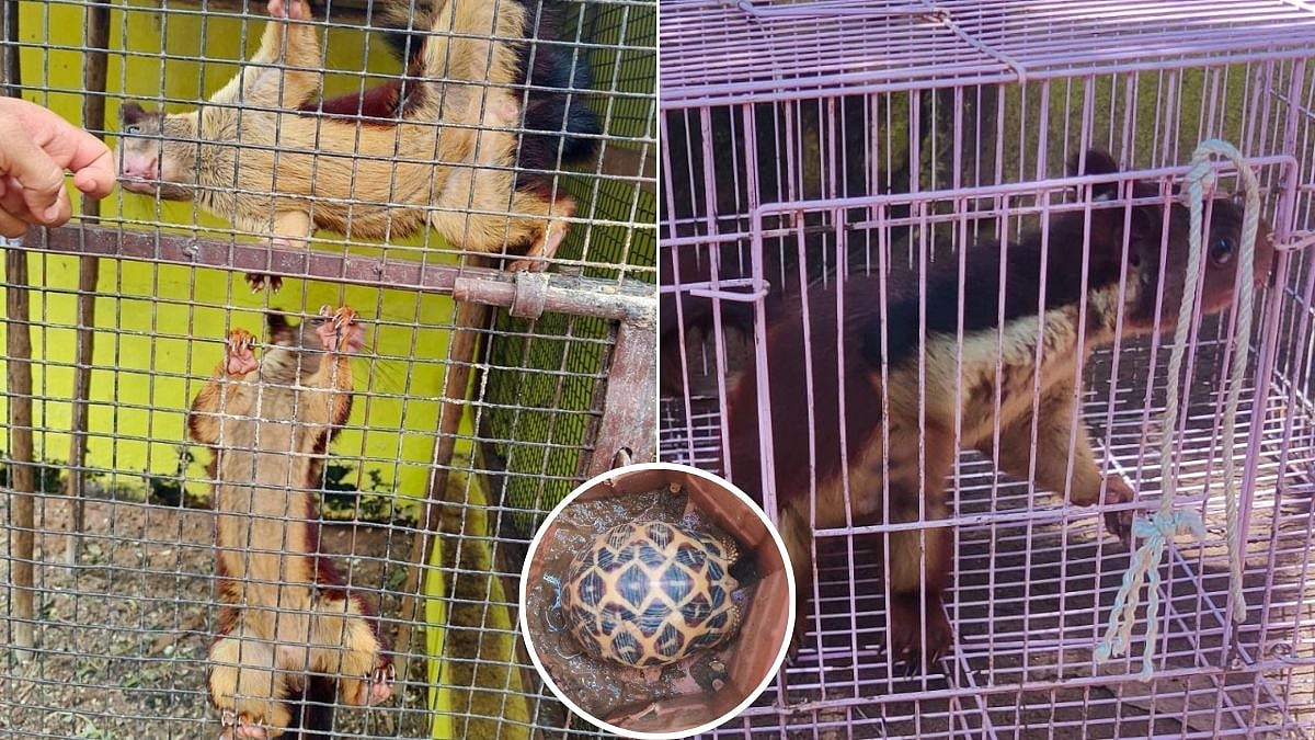 DRI Busts Illegal Wildlife Trafficking Syndicate, Rescues Protected Species In Andhra Pradesh's Srikakulam District
