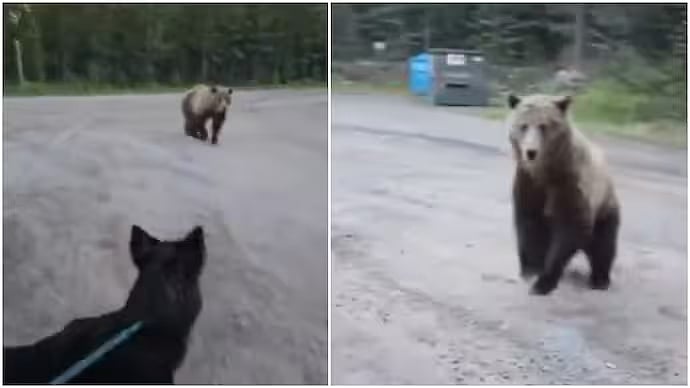 'Enough, Go Away!' Woman Escapes Grizzly Bear Chase During Terrifying Hike With Pet Dog In Canada - VIDEO 