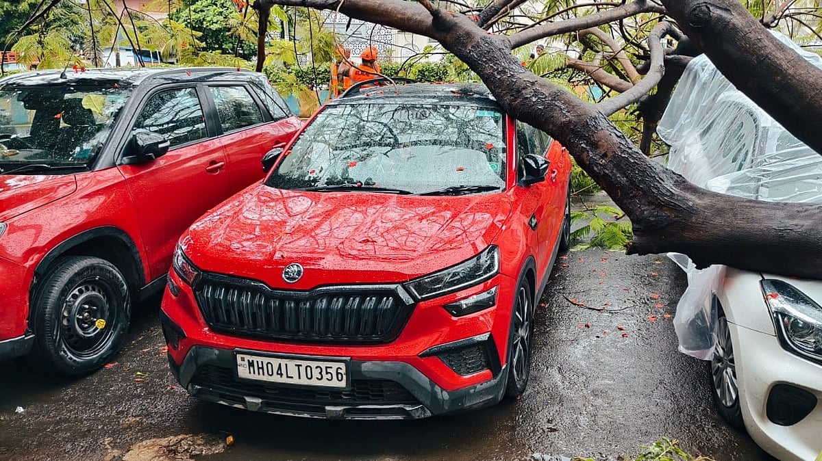 Gulmohar Tree Collapses On Three Parked Cars In Thane's Upvan Area, No Injuries Reported