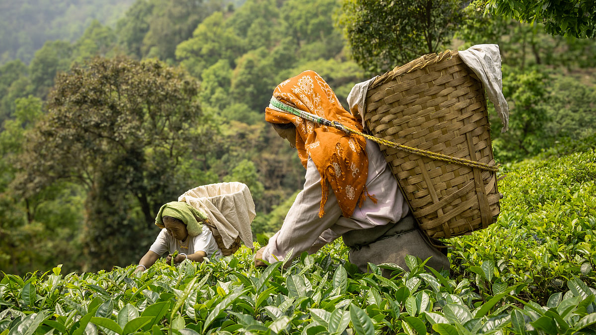 Haute Tea, India’s New Luxury In A Cup