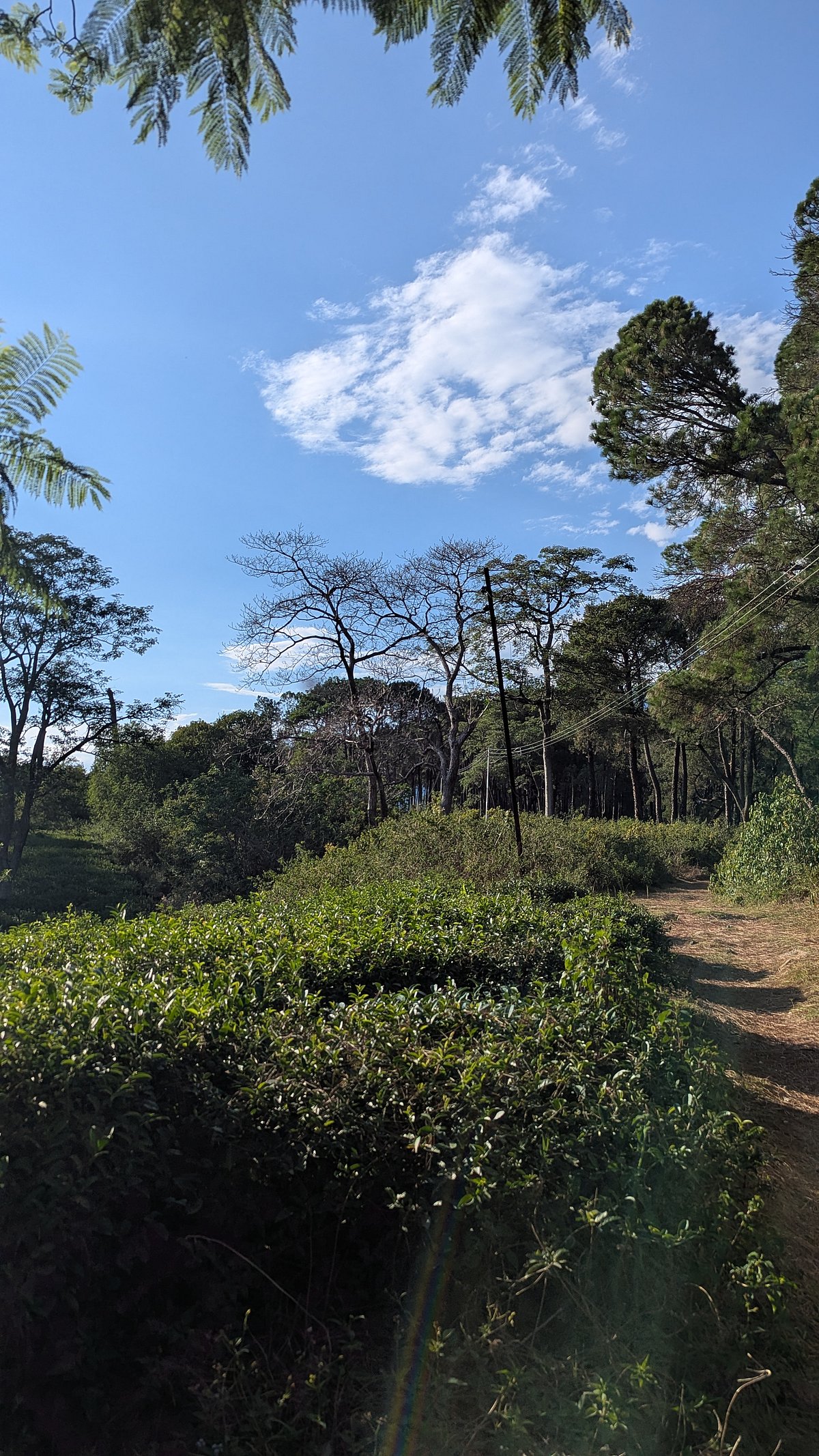 Anandini Himalaya
Tea's estates in Himachal Pradesh