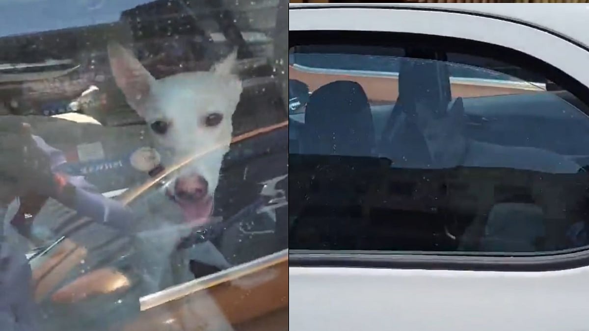 'Owner Doesn't Deserve Pets': Dog Locked Inside Parked Car Amid Intense Heat Triggers Outrage; Lucknow Police Assure Action 