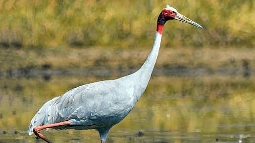 Number Of Sarus Cranes Increases In Madhya Pradesh's Balaghat 