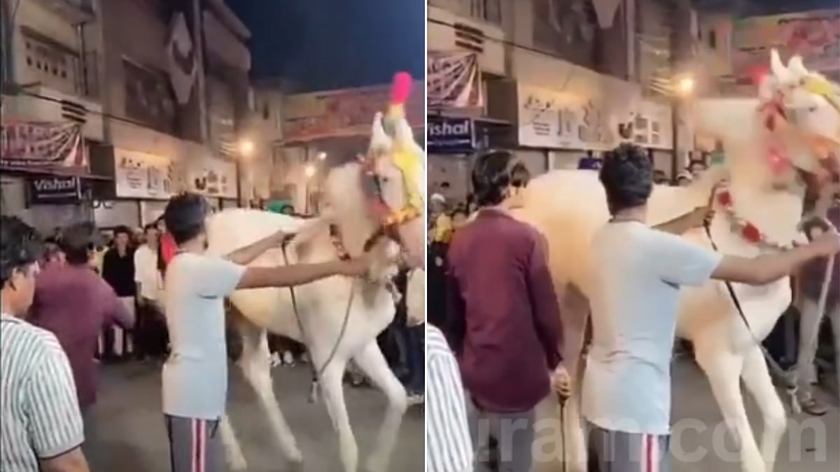 Brutal! Man Beats Horse With Stick To Force 'Dance' In Indore; Animal Lovers Demand Strict Action -- VIDEO 