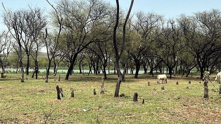 Axes On Bhoj Wetland, Encroachment Fears Grow