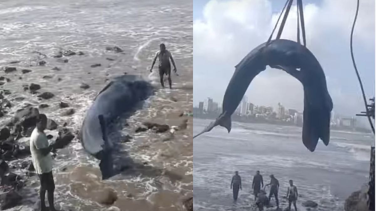 Watch: 26-Foot Baby Humpback Whale Found Near Mumbai's Bandra-Versova Sea Link Dies During Rescue Efforts