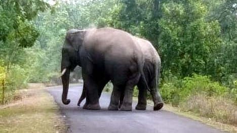 Four Elephants From Chhattisgarh Create Panic In Anuppur Villages