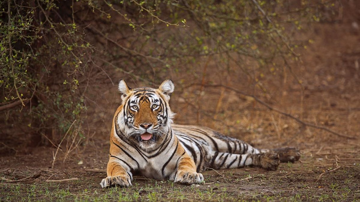 Rajasthan's Sariska Tiger Reserve's Historic Tiger Revival To Be Chronicled In Two-Year Documentary | Video