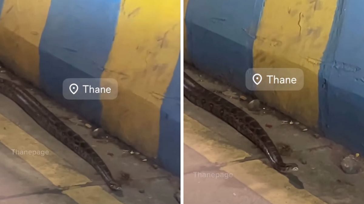 VIDEO: Python Spotted On Road In Thane At Night; Traffic Halts As Reptile Moves Along Divider