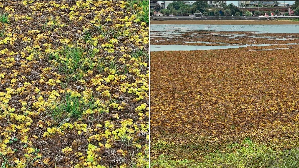 Environmentalists Demand Ban On Invasive Weed Salvinia As Biological Control Shows Promise At Vadale Lake