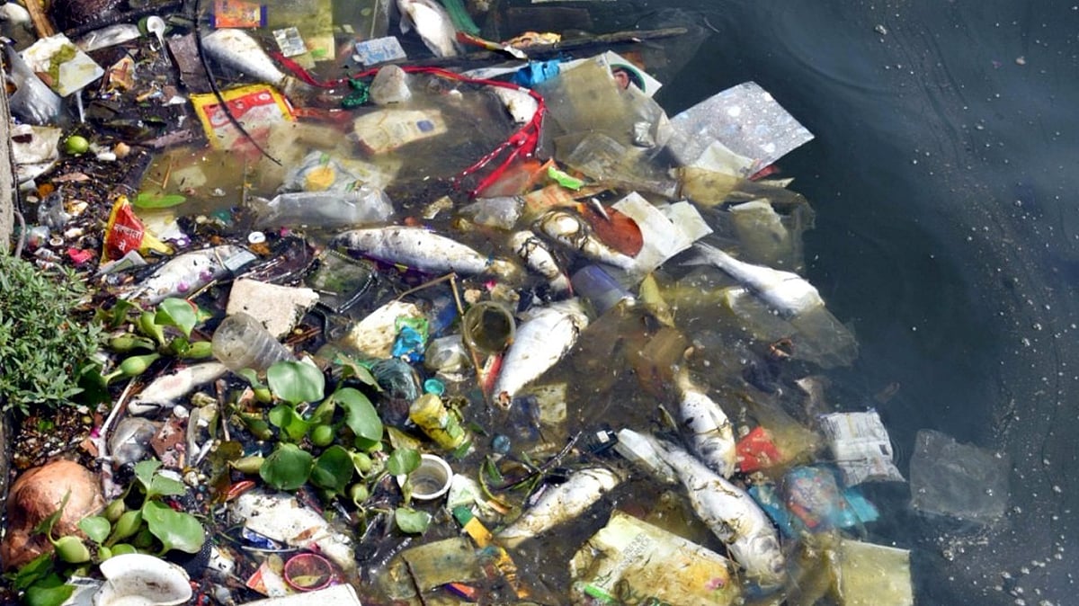 Over 5 Lakh Fish Die In 48 Hours As Oxygen Levels Plunge In Bhopal Water Bodies, PCB Launches Probe 