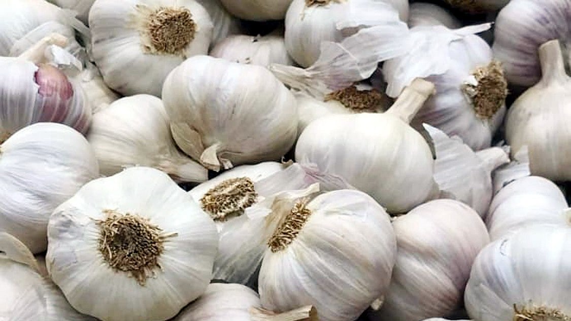 Chinese Garlic Gives Unbearable Stink To Malwa Growers