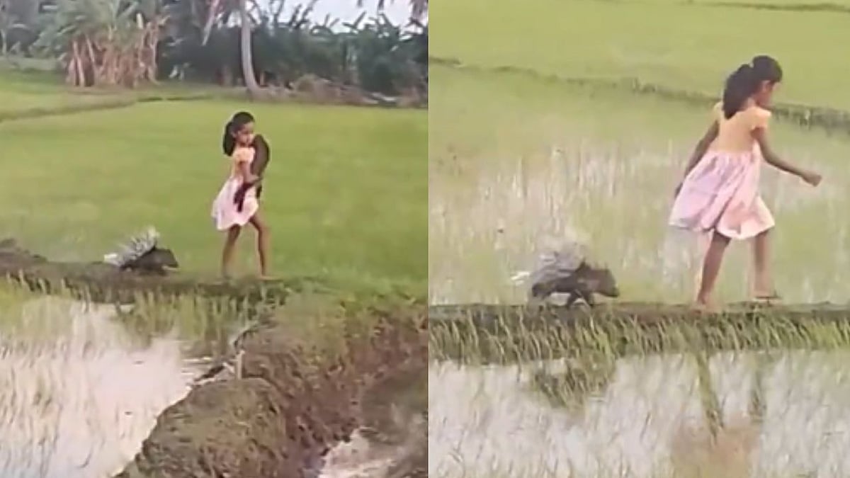 'Real-Life Disney Princess': Viral Video Of Sri Lankan Girl Walking Through Paddy Fields With A Porcupine Charms Netizens | VIDEO