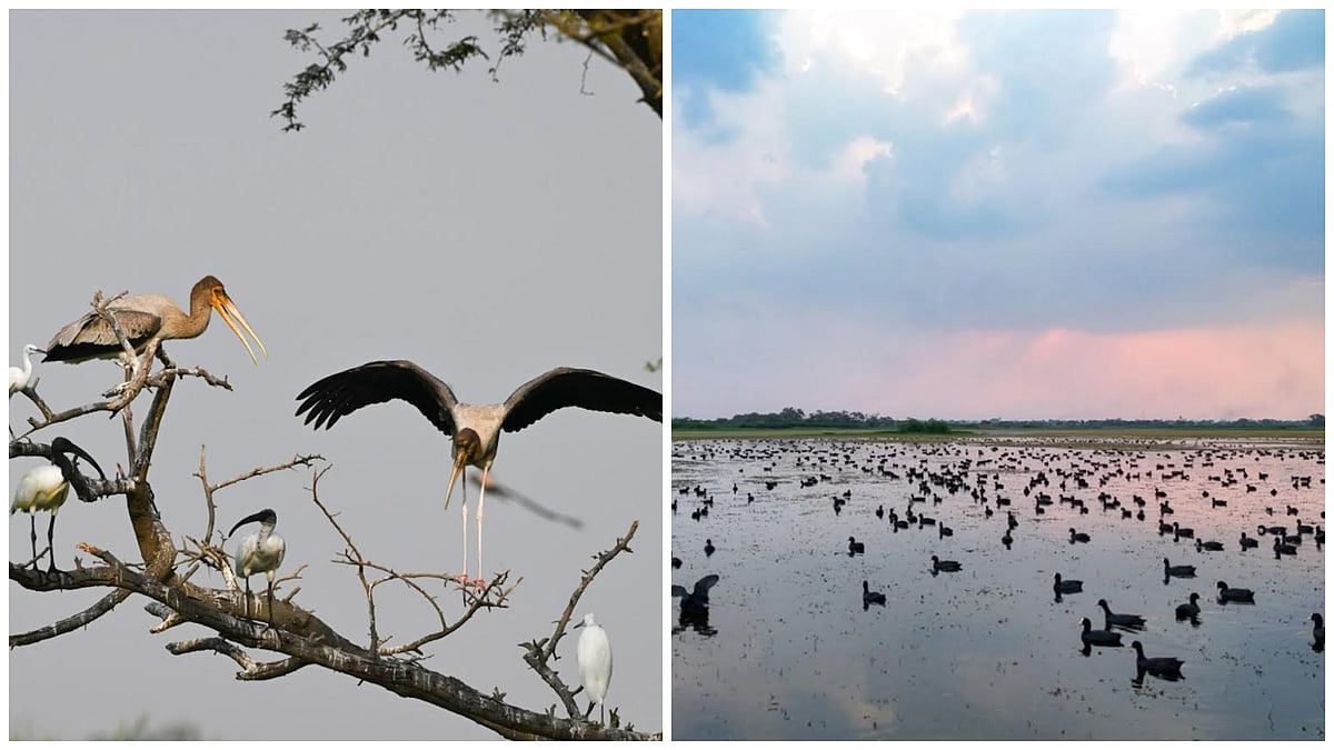 Nashik: Nandur Madhyameshwar Sanctuary Records 6,215 Birds In Pre-Monsoon Census