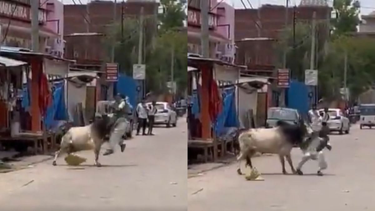 On Camera: Stray Bull Hurls Elderly Man Into Air In UP's Naimisharanya, 3 Injured