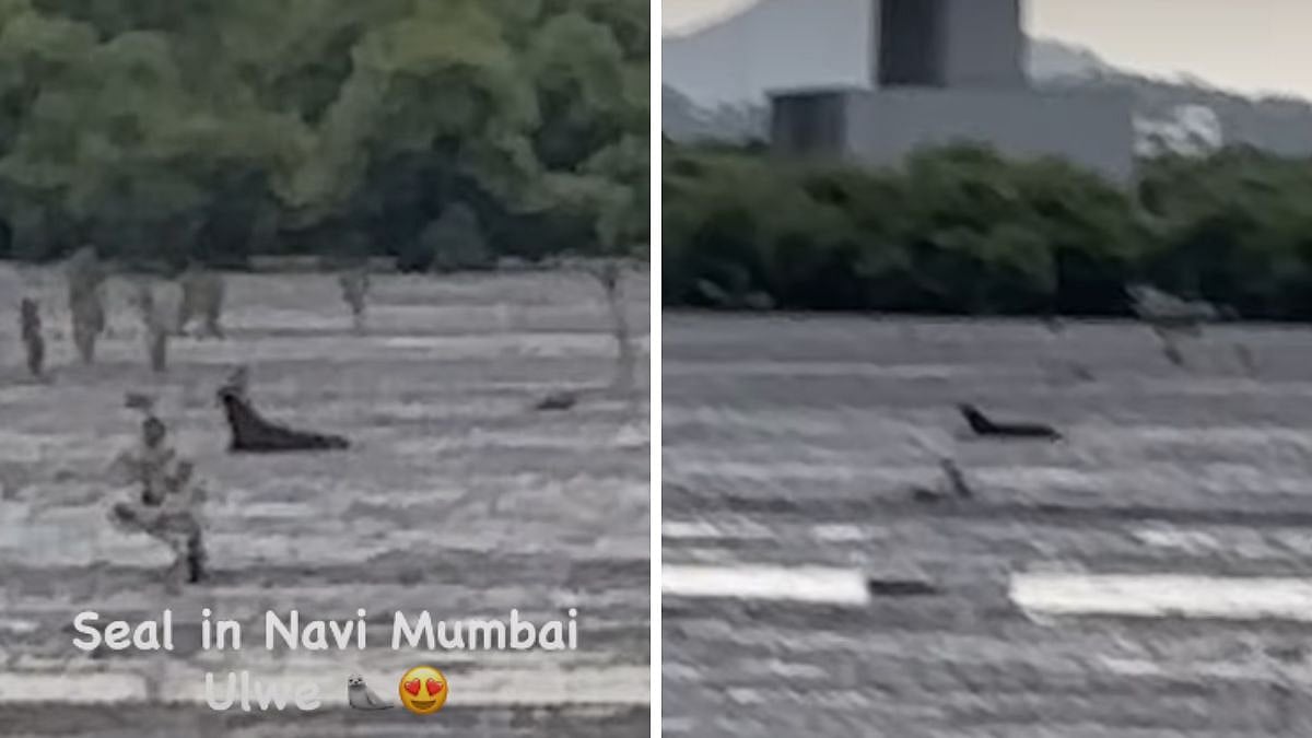 Seal Spotted Near Atal Setu In Navi Mumbai? Viral Video Sparks Online Debate As Netizens Claim It’s An 'Otter'