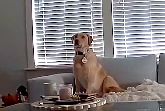 '6th Sense Alerted Her': Pet Dog Escapes Living Room Moments Before Ceiling Collapse In Dallas Home - WATCH 
