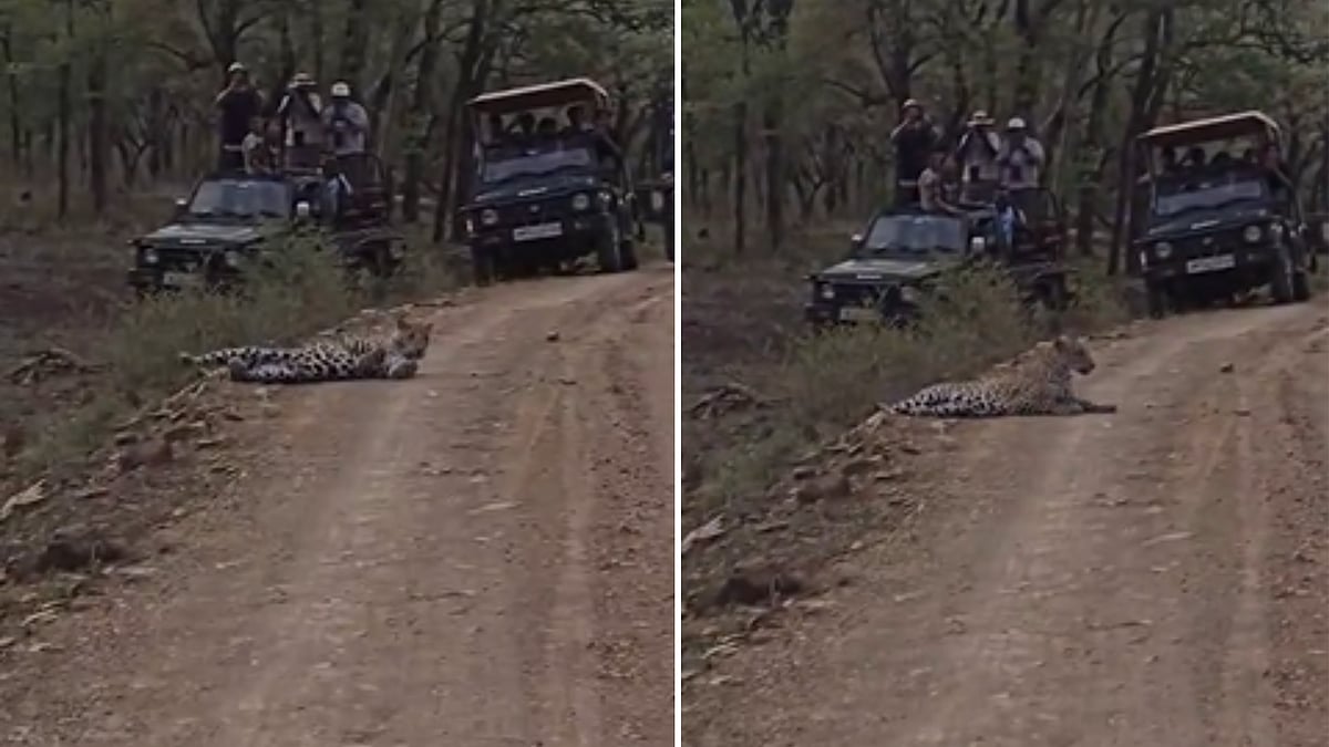 Kuno Leopard Stretches, Relaxes On Safari Road, Halts Movement For An Hour; Tourists Thrilled -- VIDEO