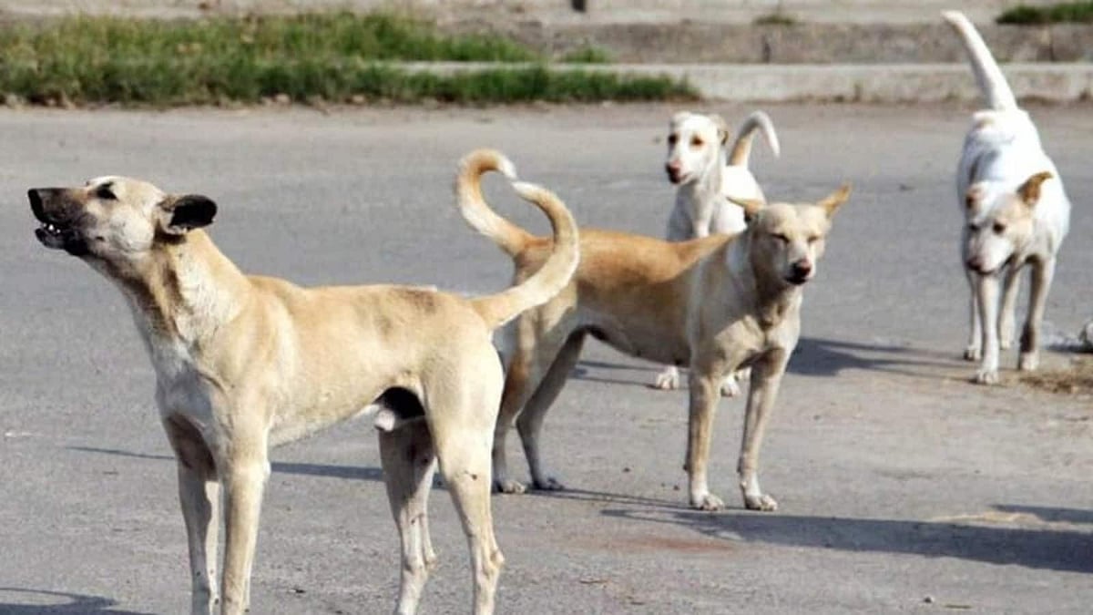 Nashik Dog Bites Surge 64% as Rabies Deaths Increase