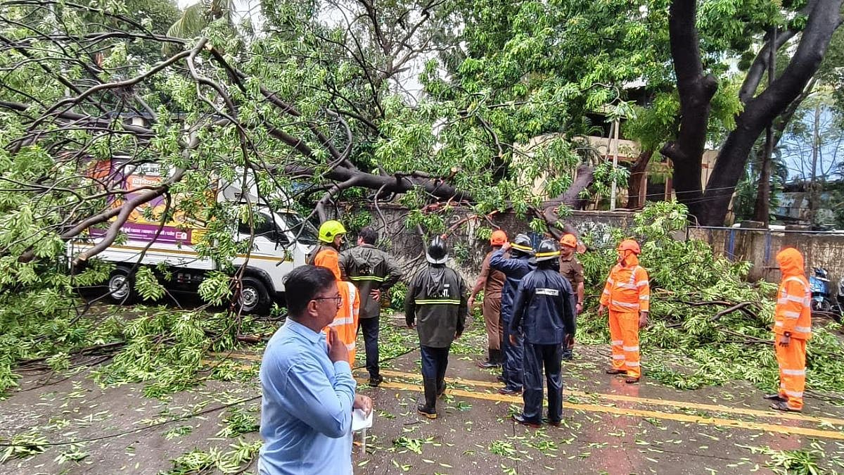 Massive Tree Collapse Near Wagle Police Station Leaves 52-year-old Pedestrian Critical, Damages 11 Vehicles In Thane | Video