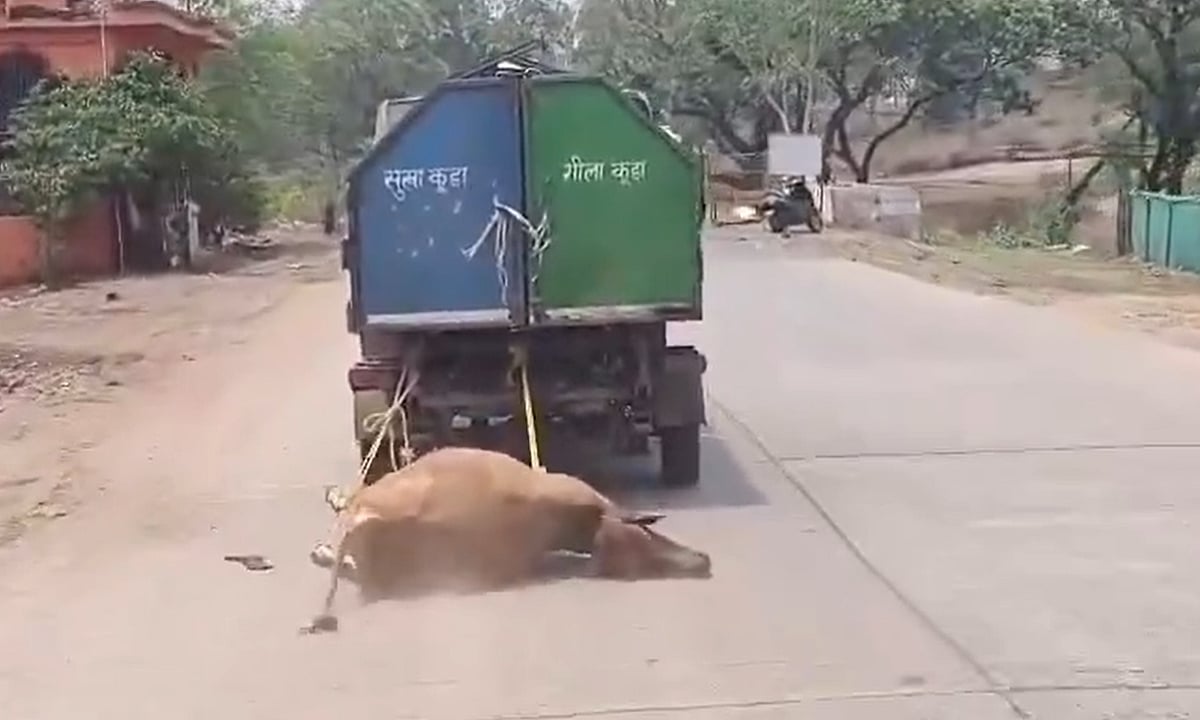 'No Dignity Even In Death': Dead Cow Dragged For 1 Km By Garbage Vehicle In Madhya Pradesh Village; Sparks Outrage - VIDEO 
