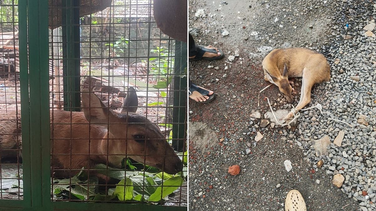 Maharashtra Wildlife Rescue: Injured Barking Deer Rescued After Accident On Mumbai-Goa Highway; Shifted To Pune For Treatment