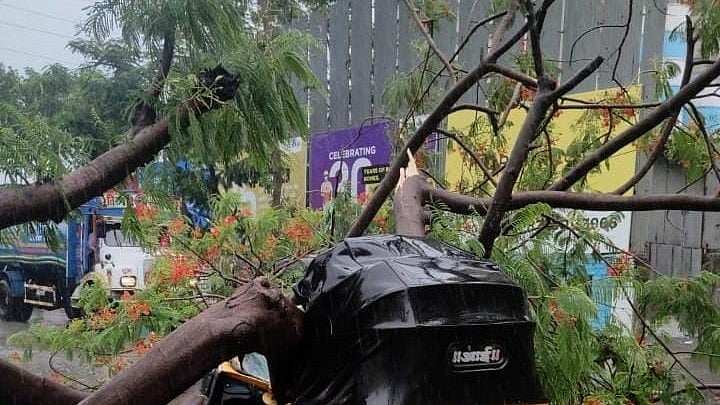 Pune: Schoolgirl, Auto-Rickshaw Driver Have Narrow Escape As Tree Falls At Shilai World Chowk; CCTV Captures Incident