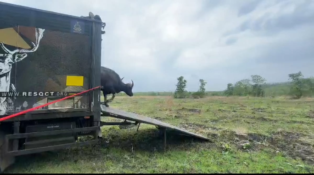 Rescued From Pune Pipeline Chamber, Indian Gaur Released Into Bor Tiger Reserve