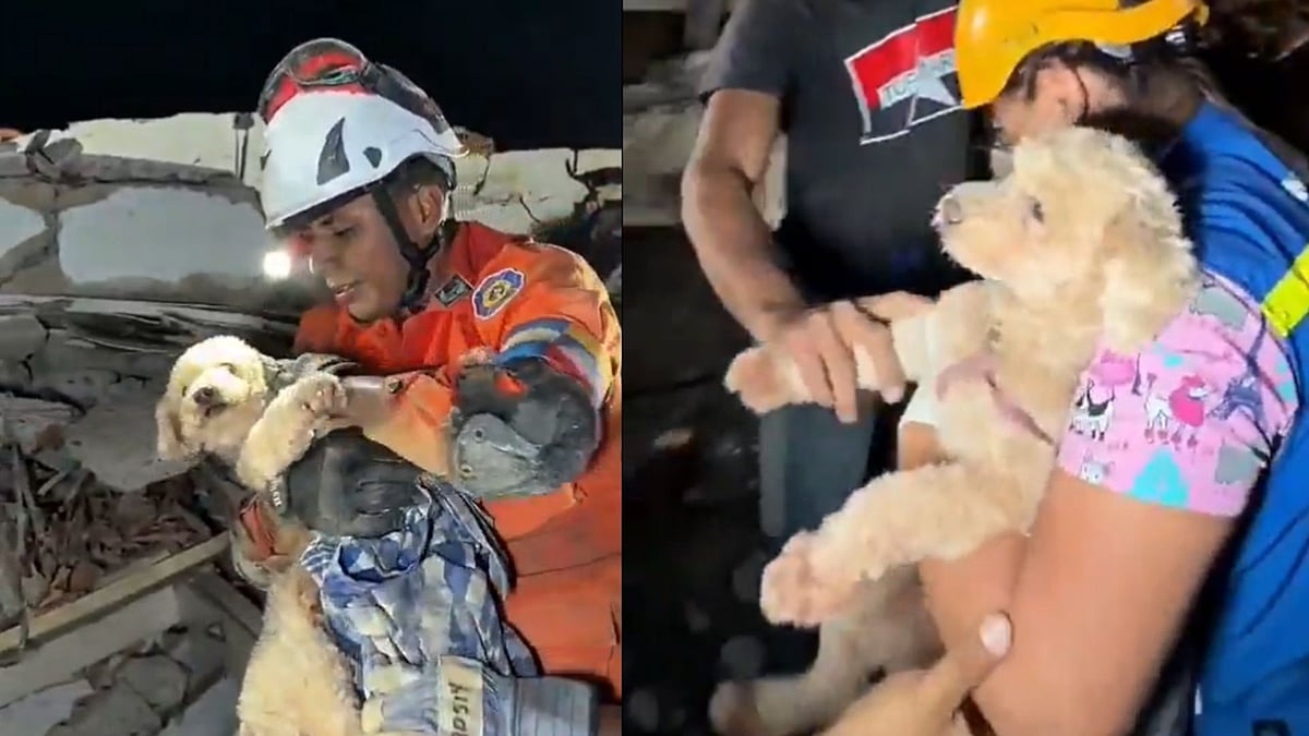 Rescue Dog Giselle Survives 5 Days Under Earthquake Rubble In Venezuela; Becomes Symbol of Hope - VIDEO 
