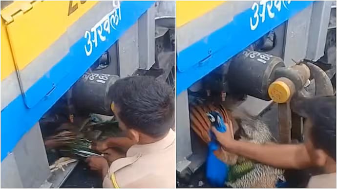 WATCH! Peacock Rescued From Train Engine At Maharashtra's Shegaon Railway Station; Internet Applauds Swift Rescue